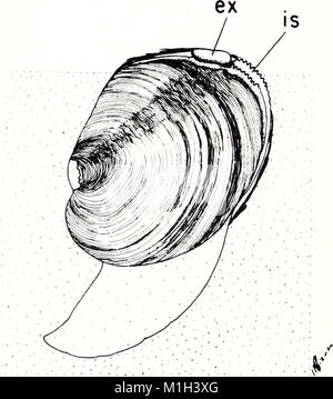Das *American Malacological Bulletin* aus dem Jahr 1993 ist eine wissenschaftliche Zeitschrift, die sich mit der Malakologie befasst. Es enthält Forschungsartikel über Mollusken-Taxonomie, -Verteilung und -Verhalten, die zum breiteren Gebiet der Meeresbiologie und der Zoologie wirbelloser Tiere beitragen. Stockfoto