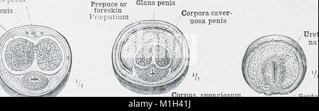 Ein Atlas der menschlichen Anatomie für Studierende und Ärzte (1903) (14803315773) Stockfoto