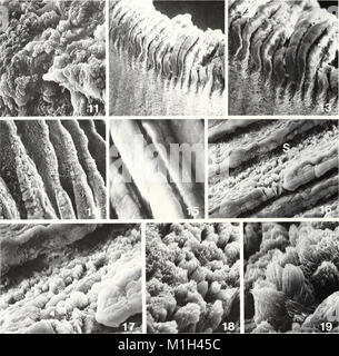 Das American Malacological Bulletin 1983 bietet einen umfassenden Überblick über die Malakologie und konzentriert sich auf die Erforschung von Weichtieren und damit zusammenhängende Forschung in der Meeresbiologie. Stockfoto