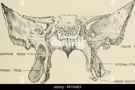 Anatomie in einer Nußschale - eine Abhandlung über die Anatomie des Menschen in seiner Beziehung zu Osteopathie (1905) (17572187764) Stockfoto