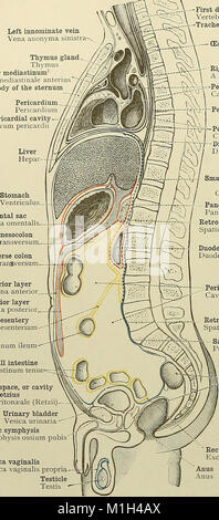 Ein Atlas der menschlichen Anatomie für Studierende und Ärzte (1919) (20345090285) Stockfoto