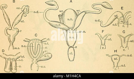 Ein Lehrbuch der vergleichenden Physiologie für Studierende und Praktiker der vergleichenden (Veterinärwesen) Medizin (1890) (14576702408) Stockfoto