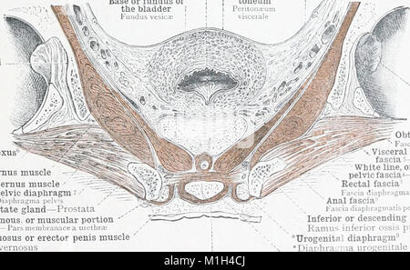 Ein Atlas der menschlichen Anatomie für Studierende und Ärzte (1903) (14781133644) Stockfoto
