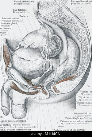 Ein Atlas der menschlichen Anatomie für Studierende und Ärzte (1903) (14803344483) Stockfoto