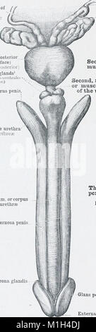 Dieser atlas der menschlichen Anatomie aus dem Jahr 1903 wurde für Studenten und Ärzte entwickelt. Es bietet detaillierte Abbildungen und Beschreibungen des menschlichen Körpers, wobei der Schwerpunkt auf anatomischen Strukturen, Systemen und deren Funktionen liegt. Stockfoto
