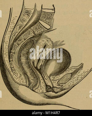 Eine Abhandlung über die praktische Anatomie - für Studenten der Anatomie und Chirurgie (1891) (14771938795) Stockfoto