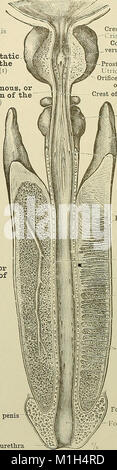Der Atlas of Human Anatomy von 1919 bietet detaillierte Abbildungen und Beschreibungen des menschlichen Körpers. Es dient als Leitfaden für Studenten und Ärzte und bietet ein umfassendes Verständnis der menschlichen Anatomie, einschließlich Organe, Systeme und Strukturen. Stockfoto