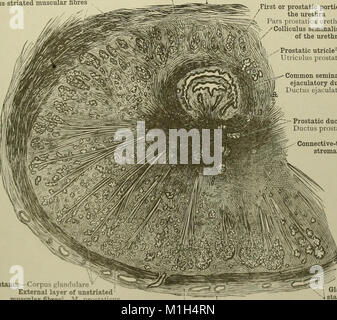 Ein Atlas der menschlichen Anatomie für Studierende und Ärzte (1919) (20345321055) Stockfoto