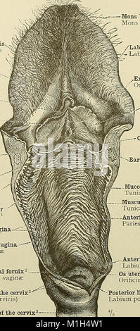 Dieser atlas 1919 ist ein umfassender Leitfaden zur menschlichen Anatomie, der für Studenten und Ärzte entwickelt wurde. Es bietet detaillierte Abbildungen und Beschreibungen menschlicher Körpersysteme und -Strukturen. Stockfoto