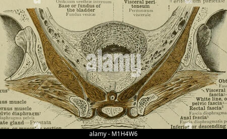 Dieser atlas von 1919 bietet detaillierte Abbildungen und Beschreibungen der menschlichen Anatomie und bietet Studenten und Ärzten wichtige Informationen für die Untersuchung des menschlichen Körpers. Stockfoto
