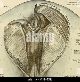 Ein Atlas der menschlichen Anatomie für Studierende und Ärzte (1919) (20158793219) Stockfoto