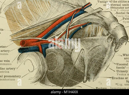 Dieser 1919 veröffentlichte atlas bietet detaillierte Illustrationen und Erklärungen zur menschlichen Anatomie, die sowohl Studenten als auch Ärzte zum Verständnis der Struktur und Funktion des menschlichen Körpers entwickelt wurden. Stockfoto