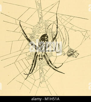 Amerikanische spinnen und ihre spinningwork. Eine natürliche Geschichte der orbweaving Spinnen der Vereinigten Staaten, insbesondere im Hinblick auf ihre Branche und Gewohnheiten (1890) (14591579638) Stockfoto