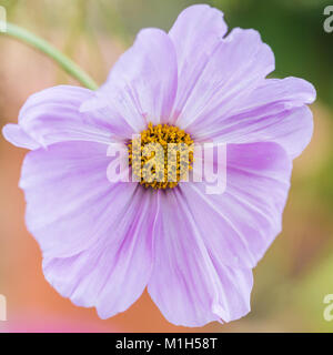 Eine Makroaufnahme einer rosa Kosmos blühen. Stockfoto