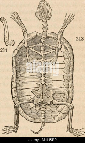 Pflanzliche und tierische Physiologie, als mit Verweis auf natürliche Theologie (1836) (14764435552) Stockfoto