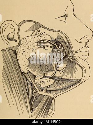 Anatomie, Physiologie und Hygiene für High School (1900) (14778303171) Stockfoto