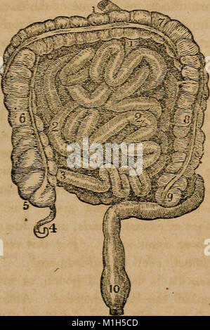Diese 1850 veröffentlichte Abhandlung behandelt grundlegende Konzepte der Anatomie, Physiologie und Hygiene. Entwickelt für Bildungszwecke, bietet es einen umfassenden Überblick über den menschlichen Körper, seine Funktionen und die Bedeutung der Erhaltung der Gesundheit durch angemessene Hygiene. Es zielt darauf ab, Schüler und Familien über Körpersysteme, Gesundheitspraktiken und vorbeugende Pflege zu informieren. Stockfoto