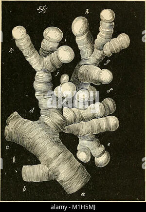 Dieses 1890 erschienene Textbuch zur vergleichenden Physiologie richtet sich an Studenten und Praktiker in der Veterinärmedizin. Es behandelt die physiologischen Prozesse verschiedener Tierarten und bietet Einblicke in vergleichende Anatomie und Physiologie. Stockfoto