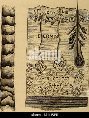 Eine Abhandlung über die Physiologie und Hygiene für Bildungseinrichtungen und allgemeinen Leser (1884) (14590244840) Stockfoto