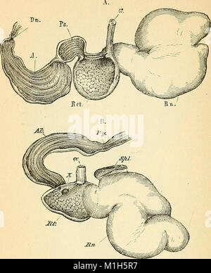 Ein Lehrbuch der vergleichenden Physiologie für Studierende und Praktiker der vergleichenden (Veterinärwesen) Medizin (1890) (14763467795) Stockfoto