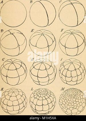 Ein Lehrbuch der vergleichenden Physiologie für Studierende und Praktiker der vergleichenden (Veterinärwesen) Medizin (1890) (14576643158) Stockfoto