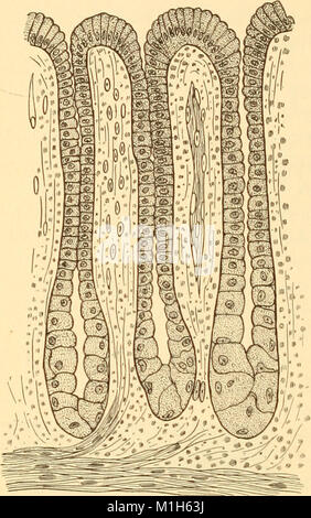 Anatomie, Physiologie und Hygiene für High School (1900) (14781449705) Stockfoto