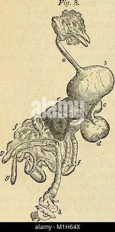 Ein text-Buch über Physiologie - Für die Nutzung der Schulen und der Hochschulen - eine Übersicht der größeren Arbeit des Autors auf die menschliche Physiologie (1866) (14581495568) Stockfoto