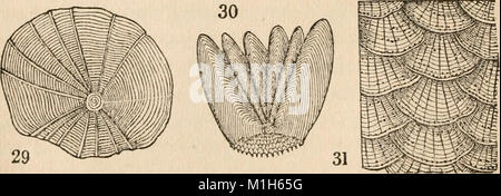 Pflanzliche und tierische Physiologie, als mit Verweis auf natürliche Theologie (1836) (14761539071) Stockfoto