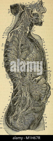 Ein text-Buch über Physiologie - Für die Nutzung der Schulen und der Hochschulen - eine Übersicht der größeren Arbeit des Autors auf die menschliche Physiologie (1866) (14788068853) Stockfoto
