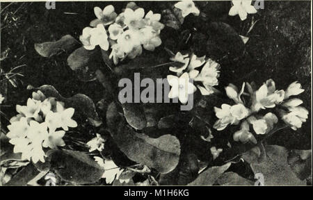 Die Aiken Bäume Sträucher Wildblumen Farne Obst pflanzen Kräuter (1942) (17921595056) Stockfoto