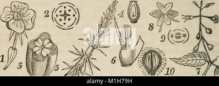Eine Klasse - das Buch der Botanik, für Hochschulen, Akademien und anderen Seminaren illustriert durch eine Flora des nördlichen, mittleren und westlichen Staaten, insbesondere der Vereinigten Staaten nördlich der (14580549040) Stockfoto