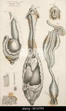 Eine Geschichte der britischen Vögel, Indigenen und Zugvögel - einschließlich ihrer Organisation, Gewohnheiten und Beziehungen; Erläuterungen über die Klassifizierung und Nomenklatur; ein Konto der Hauptorgane der Vögel, und (14564292600) Stockfoto