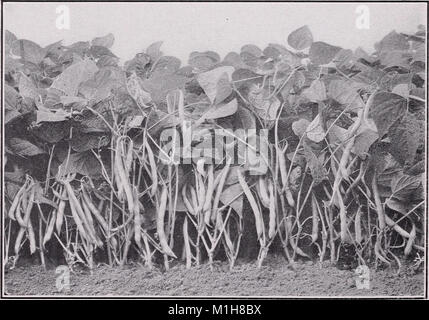 Einen beschreibenden Katalog von Gemüse für die Konserven- und schnelle Einfrieren (1942) (20685932949) Stockfoto