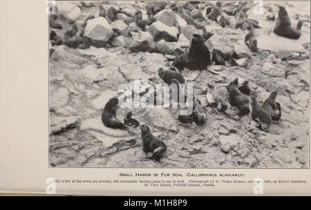 Eine biologische Untersuchung der Pribilof Inseln, Alaska. I. in der Vögel und Säugetiere (1923) (20354397816) Stockfoto