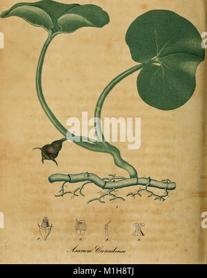 Diese Arbeit bietet eine umfassende Sammlung einheimischer Heilpflanzen in den Vereinigten Staaten, die ihre botanische Geschichte, chemische Eigenschaften und medizinische Verwendung detailliert beschreiben. Es untersucht auch ihre Anwendungen in der Ernährung, Medizin und traditionelle Heilung. Stockfoto