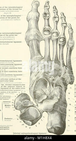 Ein Atlas der menschlichen Anatomie für Studierende und Ärzte (1919) (19722739454) Stockfoto