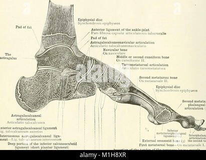 Ein Atlas der menschlichen Anatomie für Studierende und Ärzte (1919) (19724430533) Stockfoto