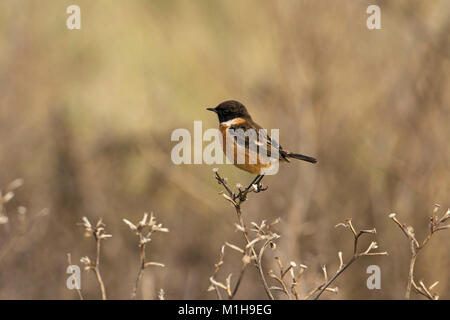 Gemeinsame schwarzkehlchen Saxicola torquata Männchen auf dem toten Zweig Farlington Sümpfe Hampshire und Isle of Wight Wildlife Trust reservieren Hampshire England U gehockt Stockfoto