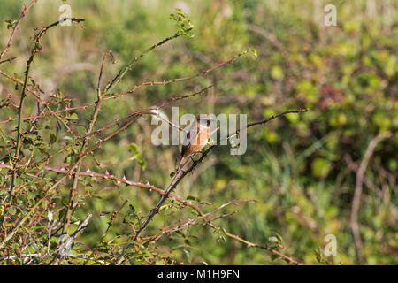 Gemeinsame schwarzkehlchen Saxicola torquata Weibliche in Brombeere Rubus fruiticosus Farlington Sümpfe Hampshire und Isle of Wight Wildlife Trust finden H gehockt Stockfoto