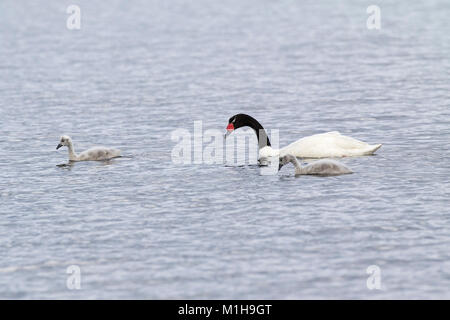 Black-necked Swan Cygnus melancoryphus Erwachsener und Cygnets aufs Meer bei Puerto Natales Patagonien Chile Südamerika Dezember 2016 Stockfoto