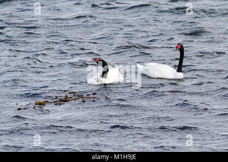 Black-necked Swan Cygnus melancoryphus Paar mit Cygnets Aggression zeigen zu anderen Schwäne auf dem Meer bei Puerto Natales Patagonien Chile Südamerika Stockfoto