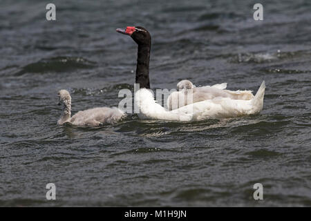 Black-necked Swan Cygnus melancoryphus Erwachsener und Cygnets aufs Meer bei Puerto Natales Patagonien Chile Südamerika Dezember 2016 Stockfoto