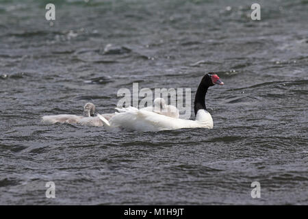 Black-necked Swan Cygnus melancoryphus Erwachsener und Cygnets aufs Meer bei Puerto Natales Patagonien Chile Südamerika Dezember 2016 Stockfoto