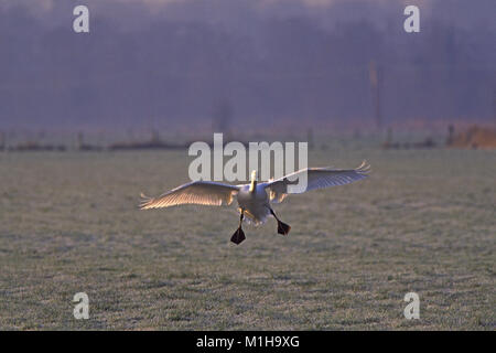 Bewick's Swan Cygnus colubianus an auf das eisige Wasser suchen Avon Valley SSSI Ibsley in der Nähe von Ringwood Hampshire England Großbritannien Stockfoto