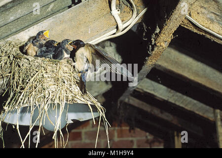 Rauchschwalbe Hirundo rustica füttern Junge in einem Nest auf einer Lampe in einer Scheune in der nähe von Cranborne Dorset England UK Stockfoto