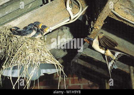 Rauchschwalbe Hirundo rustica über Junge in einem Nest auf einer Lampe in einer Scheune in der nähe von Cranborne Dorset England UK zu füttern Stockfoto