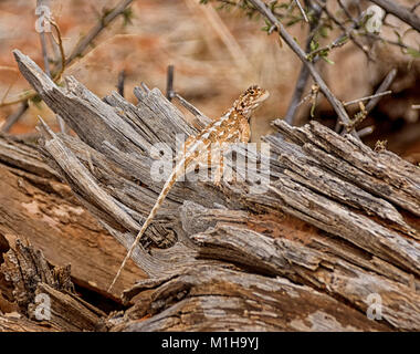 Die southern rock Agama ist eine Pflanzenart aus der Gattung der Echse aus der Familie Agamidae, dass im südlichen Afrika auftritt Stockfoto