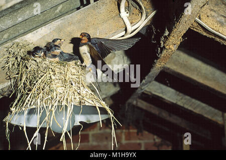 Rauchschwalbe Hirundo rustica über Junge in einem Nest auf einer Lampe in einer Scheune in der nähe von Cranborne Dorset England UK zu füttern Stockfoto