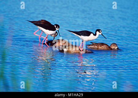 Black-necked Stelzenläufer Himantopus mexicanus Fütterung im Wasser durch die Fütterung Blue-winged teal Anas discors Santa Ana National Wildlife Refuge Texas U gestört Stockfoto