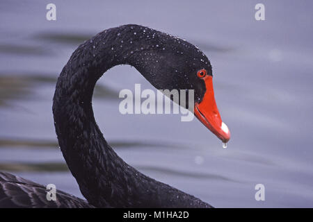 Black Swan Cygnus atratus nach Kopf und Hals close-up Wildvogel und Feuchtgebiete Vertrauen Arundel West Sussex England Großbritannien Stockfoto